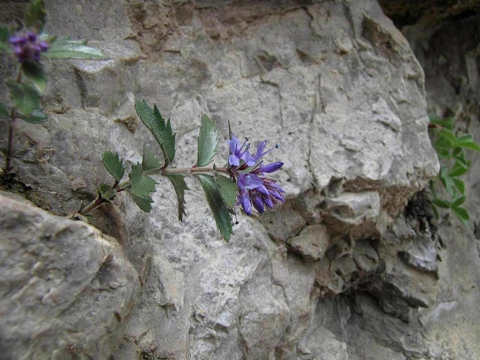 Paederota bonarota